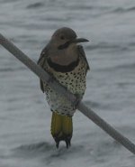 Bird on rope