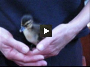 Duckling