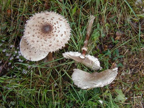 Macrolepiota Procera Parasol