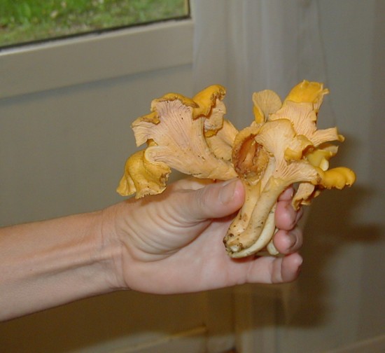 Chanterelles