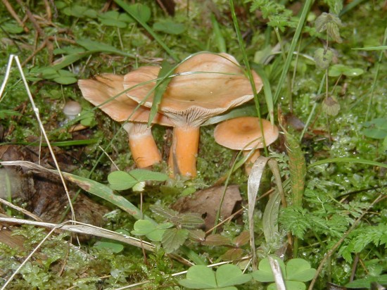 Clitocybe or Lactarius, presumably