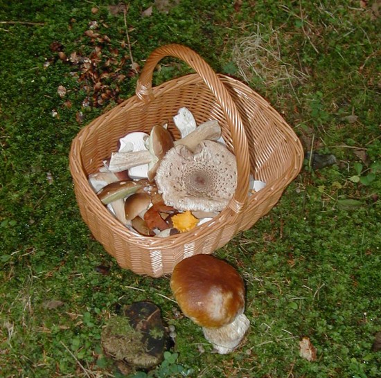 Mushroom basket