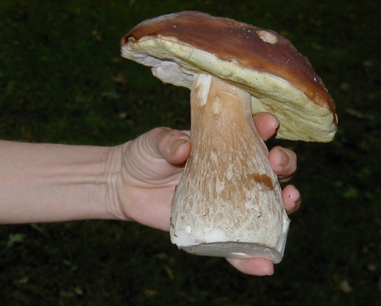 King Bolete