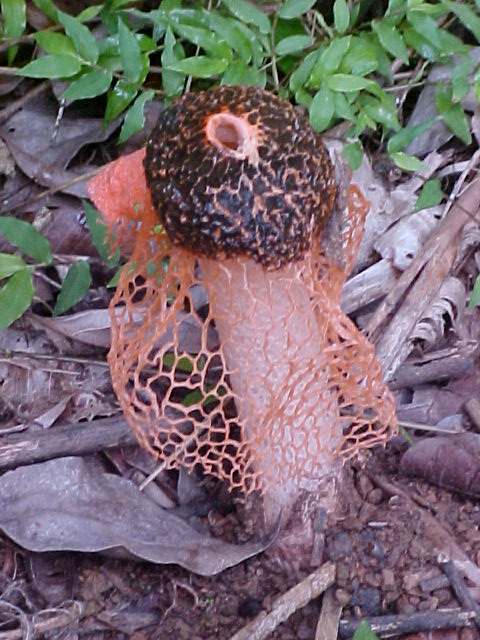 Veiled Lady: Dictyophora Indusiata