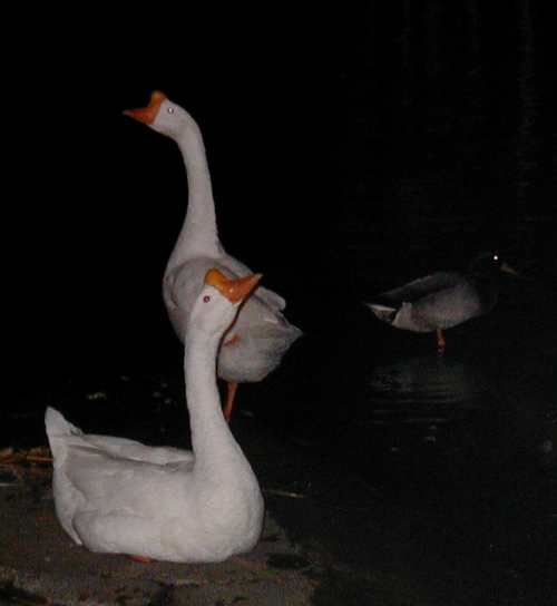 Chinese geese