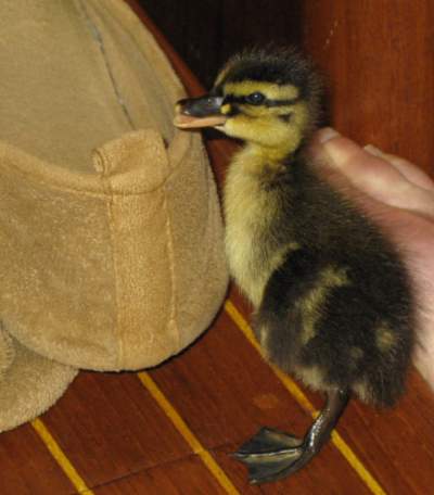 Duckling