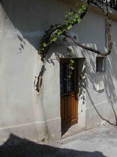 Vine in wall