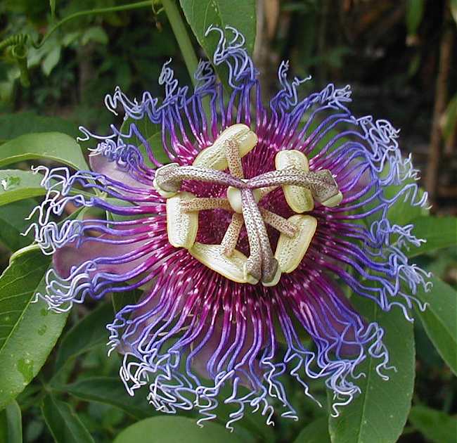 Passion fruit flower