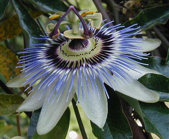 Passion fruit flower